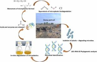Simulated Dump Yard Microbes Drive Significant Biodegradation of Polypropylene and Polyvinyl Chloride Microplastics