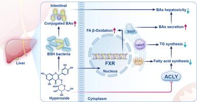 Hyperoside modulates bile acid and fatty acid metabolism, presenting a potentially promising treatment for non-alcoholic fatty liver disease