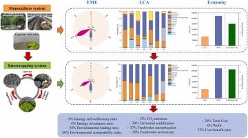 Emergy, environmental impact, and economic assessment of rubber–edible mushroom–vegetable intercropping in Hainan, China