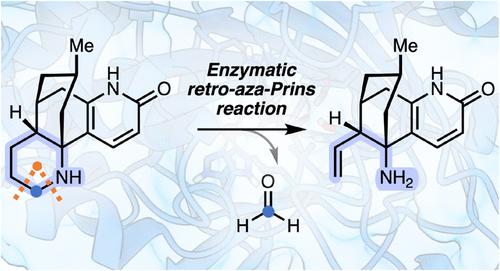 C–C Bond Cleavage in the Late-Stage Biosynthesis of Huperzine Alkaloids Occurs via Enzymatic Retro-Aza-Prins Reaction