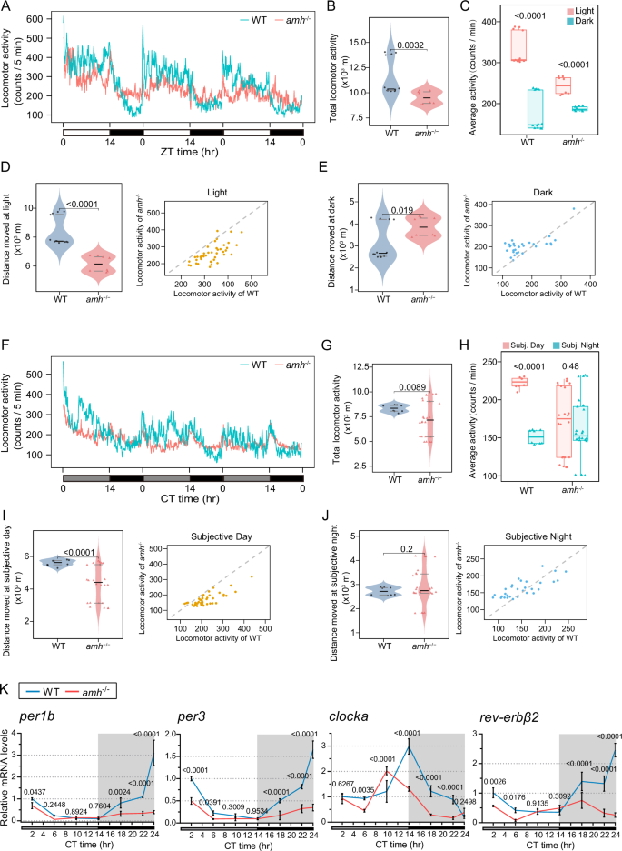Anti-Müllerian hormone signalling sustains circadian homeostasis in zebrafish