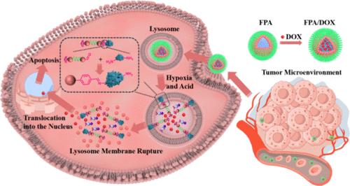Protein Immobilization Inspired Lysosomal Disruption for Efficient Nuclear Drug Delivery