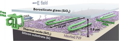 Vertex Pinning and Stretching of Single Molecule DNA in a Linear Polymer Solution