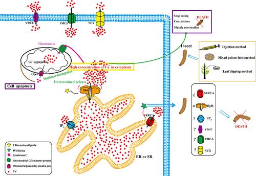 Chlorantraniliprole Combined with Wilforine, an Environmentally Friendly and Efficient Chemical Control Strategy for Spodoptera frugiperda by Regulating Calcium Homeostasis