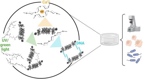 Reversible Stiffening of Biopolymeric Hybrid Networks by Dynamically Switching Cross-Links In Situ