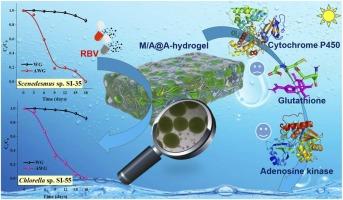 Efficient ribavirin removal from medical wastewater by microalgae-centric: Microbial biological action and application of double-layer network hydrogel
