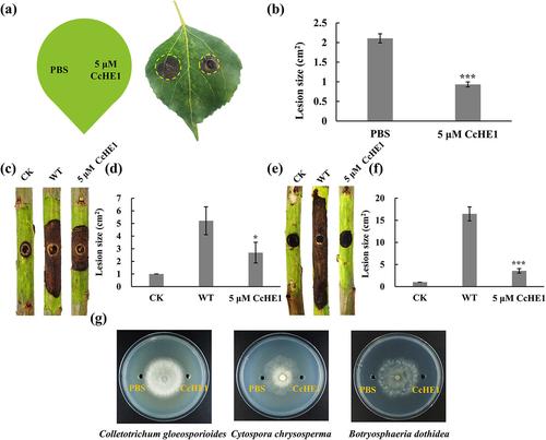 A putative elicitor CcHE1 from Cytospora chrysosperma enhances plant resistance to phytopathogenic fungi