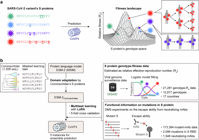 A protein language model for exploring viral fitness landscapes