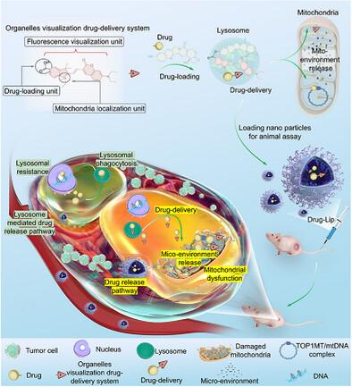 An Environmentally Responsive Molecular Engineering Framework for Subcellular Drug Translocalization