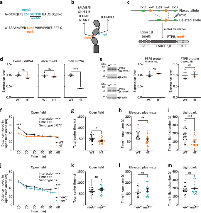 Alternatively spliced mini-exon B in PTPδ regulates excitatory synapses through cell-type-specific trans-synaptic PTPδ-IL1RAP interaction