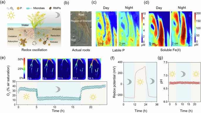 Rhythmic radial oxygen loss enhances soil phosphorus bioavailability