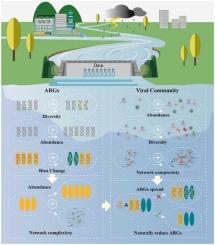 Virus-host interactions driving the transfer of antibiotic resistance genes in a river-reservoir system under heavy rainfall