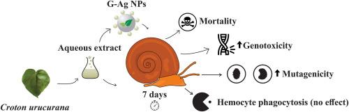 Genotoxicity, mutagenicity, and immunotoxicity assessment of green silver nanoparticles from Croton urucurana on neotropical snails Biomphalaria glabrata