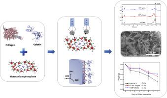 Influence of proteins in octacalcium phosphate synthesis for the development of biomimetic synthetic bone substitutes