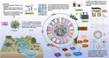 The chromosome-scale genome provides clues to understanding the sex variation of a willow plant Salix variegata Franch