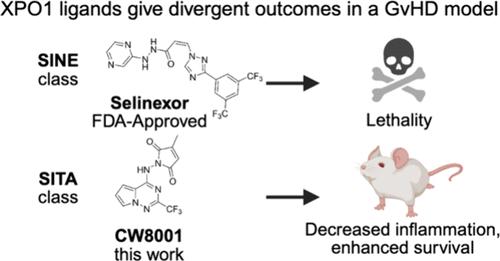 XPO1-Targeting Selective Inhibitors of Transcriptional Activation Suppress Graft-versus-Host Disease