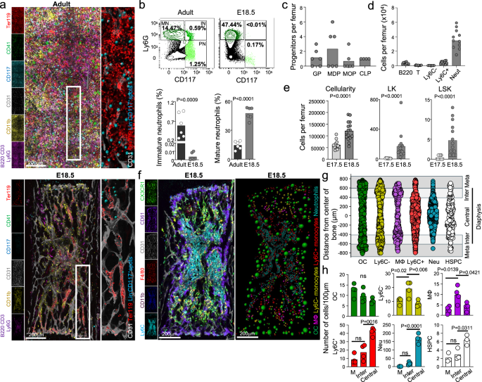 Differential regulation of fetal bone marrow and liver hematopoiesis by yolk-sac-derived myeloid cells