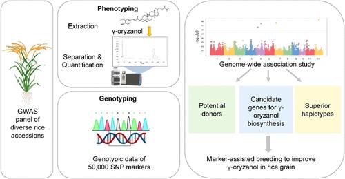 Dissection of the Genetic Basis for Total γ-Oryzanol and Its Components in Whole Grain Brown Rice through Genome-Wide Association Study
