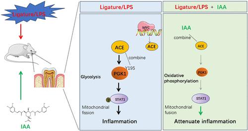 Isochlorogenic Acid A Attenuated Periodontitis by Inhibiting Inflammation via ACE/PGK1/STAT1 Signaling
