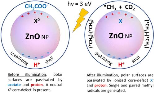 Electron Spin Dynamics of Single and Paired Methyl Radicals at the ZnO Nanoparticle Surface