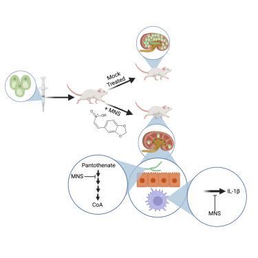 Pantothenate kinase is an effective target for antifungal therapy