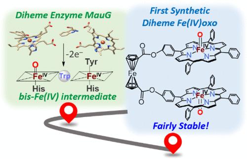 Unusually Stable Synthetic Diheme Bis-Fe(IV)oxo: An Intermediate in Diheme Enzymes MauG and BthA