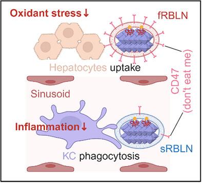 Biomimetic Nanomedicines Deliver Naringin for Enhanced Acute Liver Failure Therapy via Balanced Regulation of Hepatocyte Oxidative Stress and Kupffer Cell Inflammation