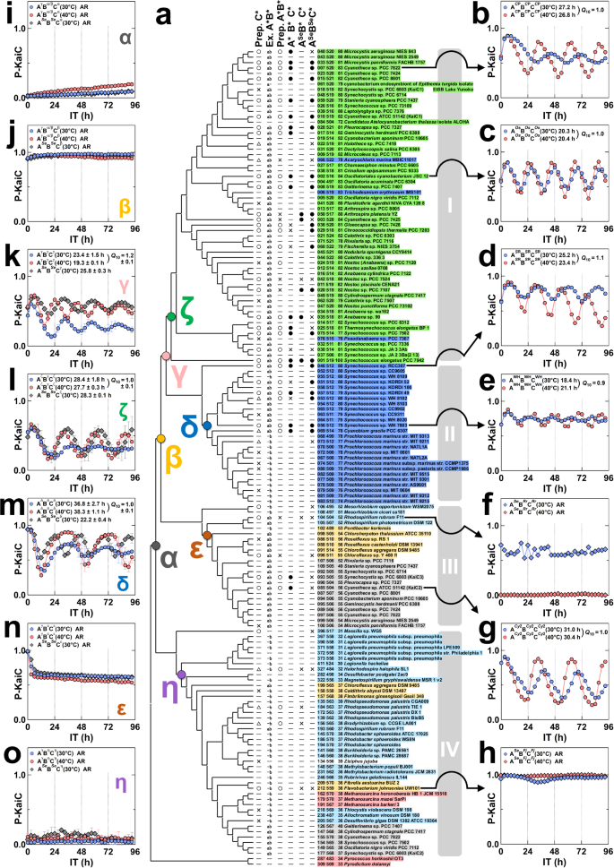 Evolutionary origins of self-sustained Kai protein circadian oscillators in cyanobacteria