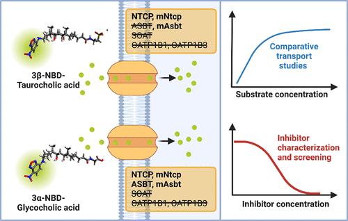 Fluorescent 4-Nitrobenzo-2-oxa-1,3-diazole-Coupled Bile Acids as Probe Substrates of Hepatic and Intestinal Bile Acid Transporters of the Solute Carrier Families SLC10 and SLCO