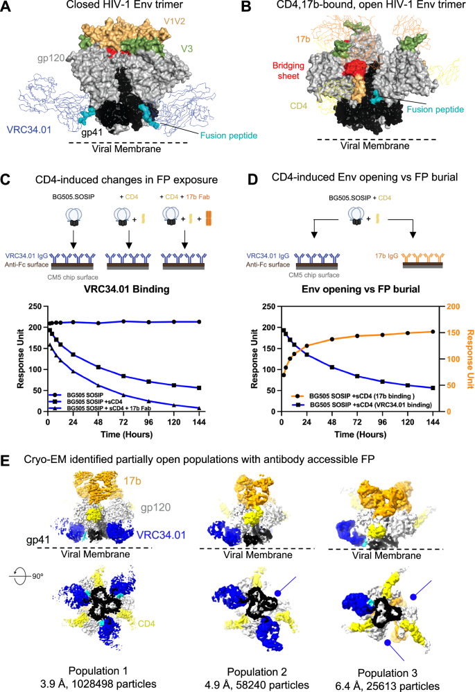 Conformational trajectory of the HIV-1 fusion peptide during CD4-induced envelope opening