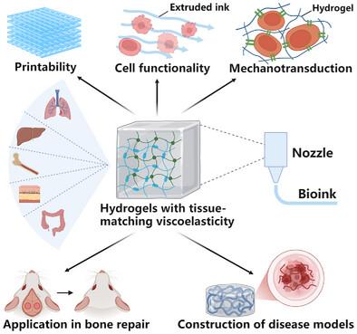 Tailored Hydrogels for 3D Bioprinting: Matching Tissue Viscoelasticity ...