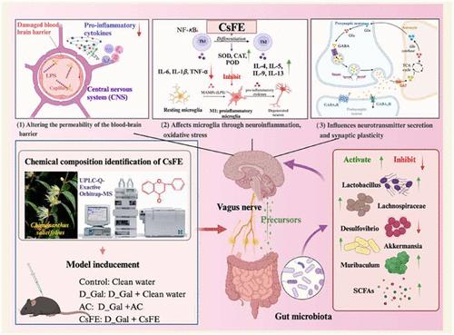 Flavonoids from Shiliangcha (Chimonanthus salicifolius) Alleviate Brain Aging in d-Galactose-Induced Senescent Mice through Gut Microbiota