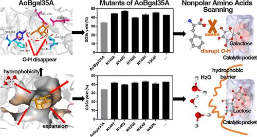 Efficient Mutagenesis Strategy Based on Nonpolar Amino Acids Scanning for the Improvement of Transglycosylation Ability of β-Galactosidases
