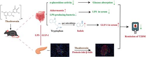 Theabrownin Alleviates Type 2 Diabetes Mellitus in db/db Mice via Modulating LPS/GLP-1 Levels and Restoring Islet Cells: Evidence from Gut–Pancreas Axis
