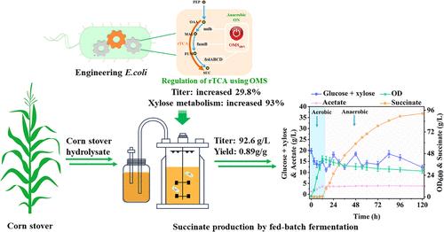 Efficient Succinate Production from Corn Stover Hydrolysate in Escherichia coli by Systemically Regulating Pathway Modules and Using Oxygen-Responsive Metabolic Switch