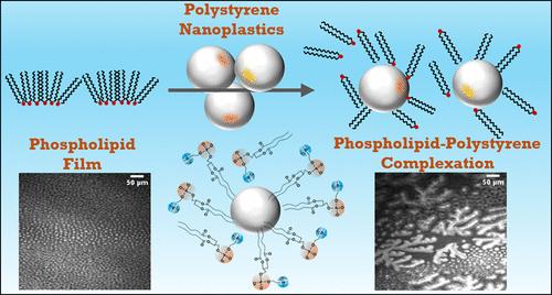 Nanoplastic-Induced Disruption of DPPC and Palmitic Acid Films: Implications for Membrane Integrity