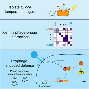 E. coli prophages encode an arsenal of defense systems to protect against temperate phages