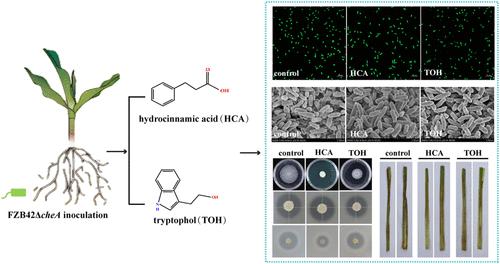 Root Exudates Mediate Bacillus velezensis FZB42’s Colonization-Independent Biocontrol in Maize