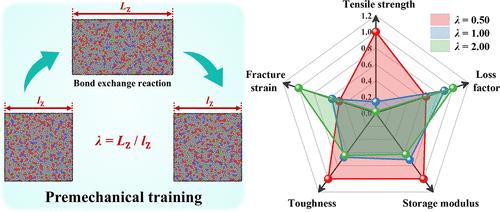 Premechanical Training Enables Mechanical Reinforcement of Dynamic Covalent Polymer Networks: Insights from Molecular Dynamics Simulations