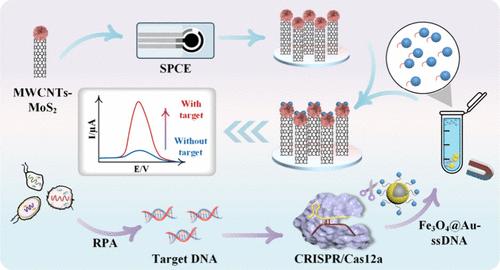 Fe3O4@Au Nanoparticle-Enabled Magnetic Separation Coupled with CRISPR/Cas12a for Ultrasensitive Detection of Foodborne Pathogens