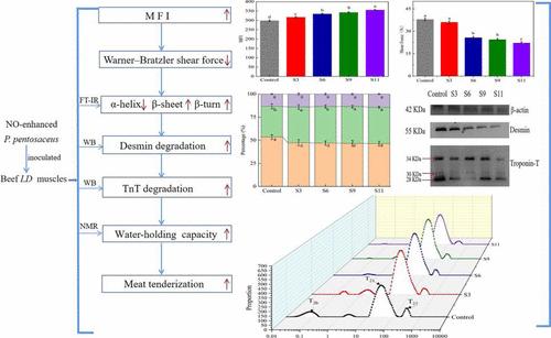 Effects of Nitric Oxide-Enhanced Pediococcus pentosaceus YT2 on Post-Mortem Beef Tenderization