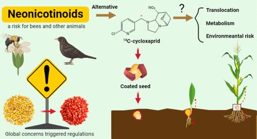 Evaluating the Safety Profile of Cycloxaprid for Seed Treatment: Insights from Plant Uptake, Translocation, and Metabolism
