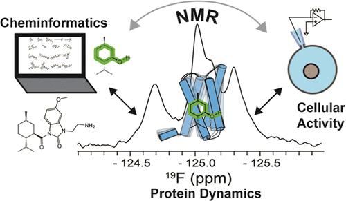 TRPM8 Protein Dynamics Correlates with Ligand Structure and Cellular Function