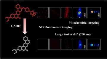 A bifunctional coumarin/phenanthridine-fused probe for the detection of mitochondrial peroxynitrite in live cells, Arabidopsis thaliana, zebrafish, and mice