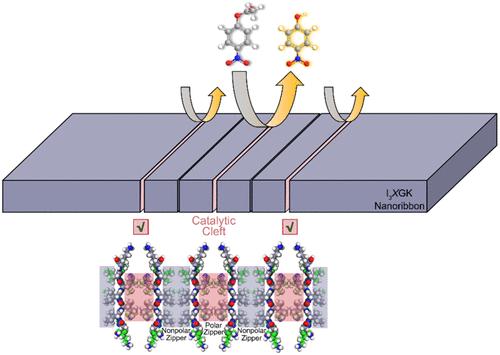 Enzyme-Mimicking Active Site Clefts Demonstrated by Self-Assembled Peptide Nanoribbons with Polar Zippers