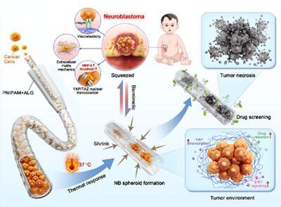 Mechanically Tunable Hydrogel Microfibers for Biomimetic Tumor Drug Testing