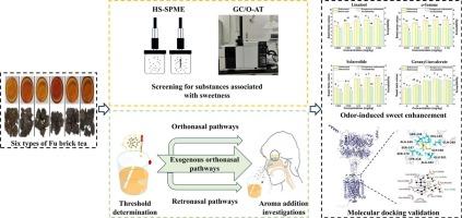Mechanistic insights into cross-modal aroma-taste interactions mediating sweetness perception enhancement in Fu brick tea