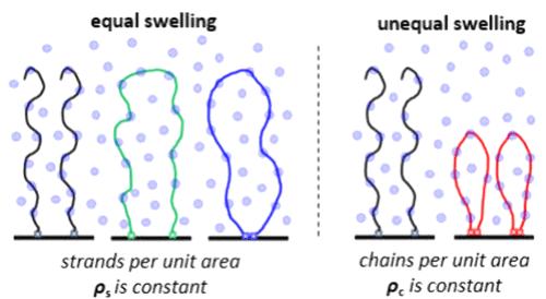 Does the Topology of Polymer Brushes Determine Their (Vapor-)Solvation?