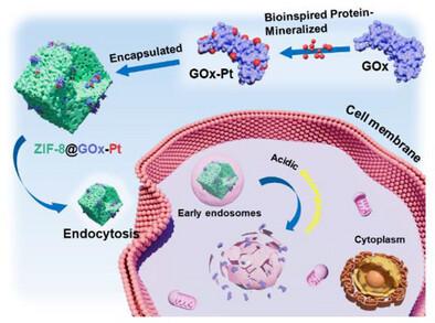 Bioinspired Protein-Mineralized Single-Atom Nanozymes for Tumor-Specific Cascade Therapy via Self-Amplifying Catalytic Synergy