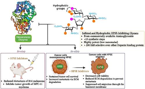 Design of Paromomycin and Neomycin as Sulfated and Hydrophobic Glycans to Target Heparanase-Driven Tumor Progression and Metastasis